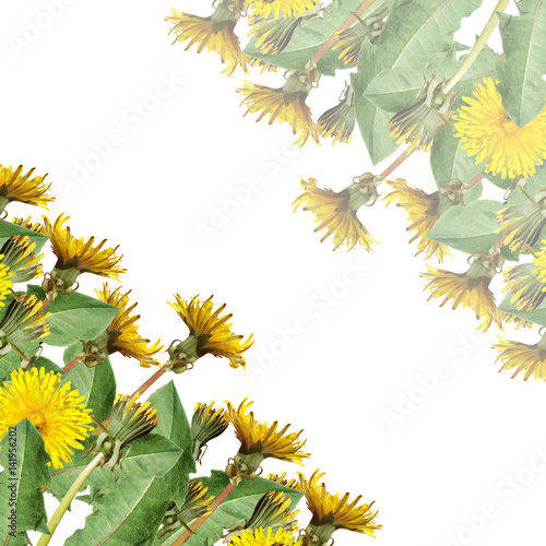 Beautiful floral background with yellow dandelions 