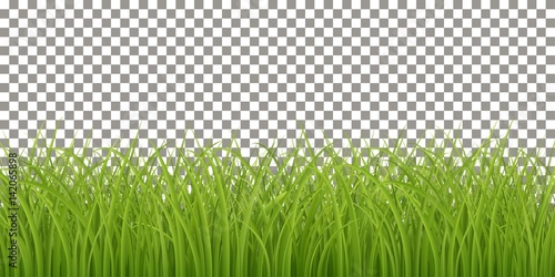 Fototapeta Isolated Fresh Green Grass