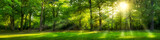 Grünes Wald Panorama im Sommer