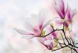 Magnolienblüte