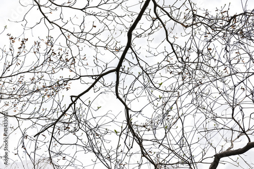 tree branch silhouette photography , isolated on white background