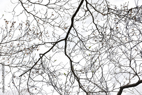  tree branch silhouette photography , isolated on white background