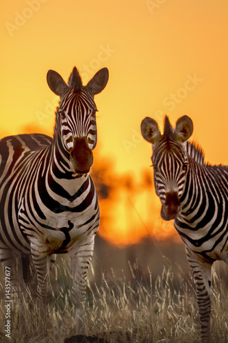 Fotoobraz na płótnie Równiny zebra w Kruger parku narodowym, Południowa Afryka