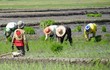 Rice planting, Philippines Rice planting, Philippines