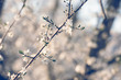Frühling Frühling