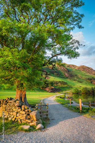 Wonderful sunset at lake with big tree in District Lake