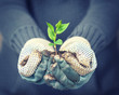 grüne Pflanze in den Händen halten - new life Konzept grüne Pflanze in den Händen halten - new life Konzept