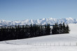 Journey from Christchurch to Lake Tekapo will go through patches of greener land before start getting the first views of the magnificent Southern Alps. Journey from Christchurch to Lake Tekapo will go through patches of greener land before start getting the first views of the magnificent Southern Alps.