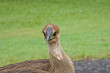 one cassowarychick look straight ahead one cassowarychick look straight ahead