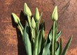 Tulpen auf abstraktem Hintergrund - Muttertag Karte - Froher Muttertag Tulpen auf abstraktem Hintergrund - Muttertag Karte - Froher Muttertag