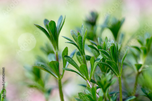 Plakat Galaum aparine cleaver, clivers, goosegrass, catchweed, stickyweed, robin-run-the-hedge, lepki willy, lepka wierzba, stickyjack, stickeljack, i chwyt trawa