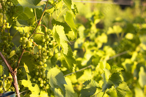 Vineyards./Vineyards 