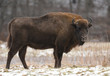 European bison (Bison bonasus) European bison (Bison bonasus)