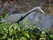 Egret in the swamps An egret hunts for food in the swamps. Egret in the swamps An egret hunts for food in the swamps.