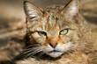 Portrait Europäische Wildkatze - Felis silvestris silvestris Portrait Europäische Wildkatze - Felis silvestris silvestris