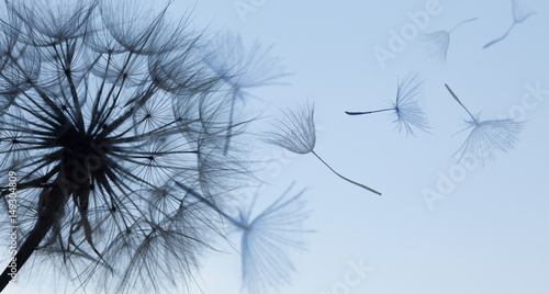 Fototapeta Dandelion silhouette fluffy flower on blue sunset sky