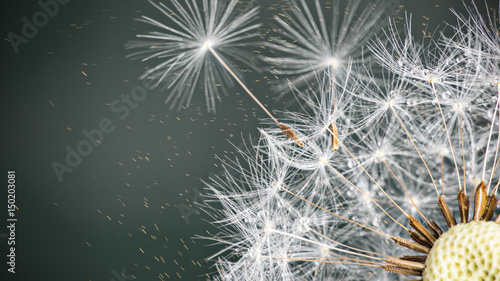 Fototapeta Close-up of dandelion seeds on blue natural background