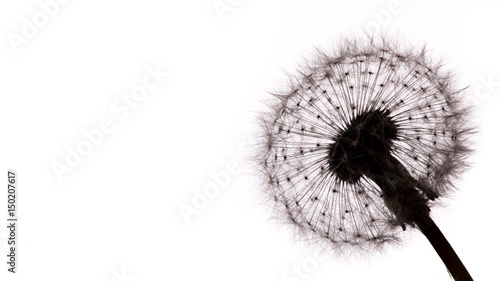  Close-up of dandelion seeds on white background.