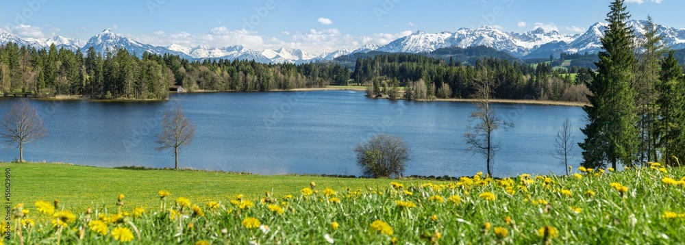 Beautiful flower meadow at lake shore and snow covered mountains.