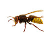 hornet isolated on white hornet isolated on white