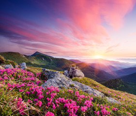 Summer landscape with flowers in the mountains
