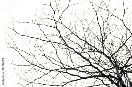 Fototapeta tree branch silhouette photography , white background