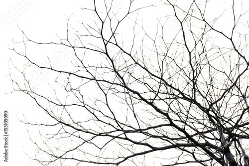 tree branch silhouette photography , white background