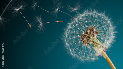  Close-up of dandelion seeds on blue natural background