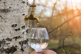 Birch juice