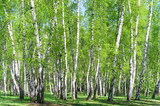 Birch grove in the forest