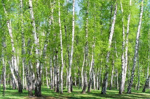 Fototapeta Birch grove in the forest