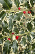Ilex aquifolium, common, English, European, Christmas holly, Ilex aquifolium, common, English, European, Christmas holly,