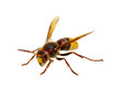 hornet isolated on white hornet isolated on white