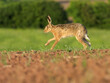 European brown hare, Lepus europaeus European brown hare, Lepus europaeus