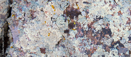 Lichen Moss Background Banner