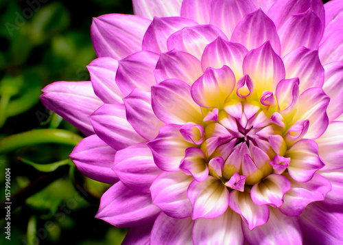 Fotoobraz na płótnie Dahlia Beauty, różowe, białe i żółte podkreślają zbliżenie