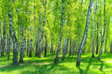 birch grove on a sunny day