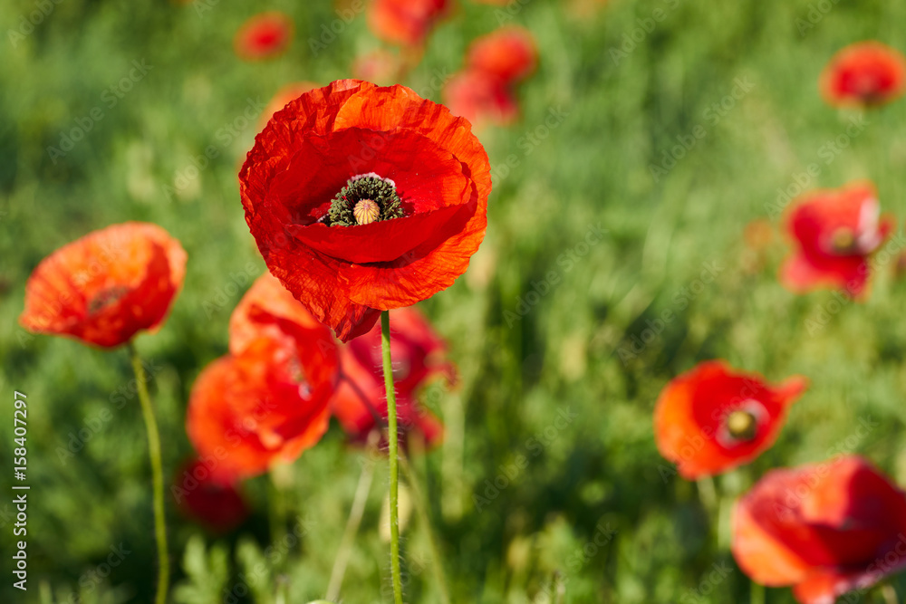 Mohnblumen auf einem Feld im Frühling