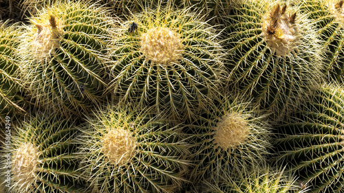 Round cactus