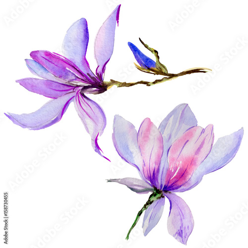 Plakat Wildflower magnolia kwiat w stylu przypominającym akwarele na białym tle.
