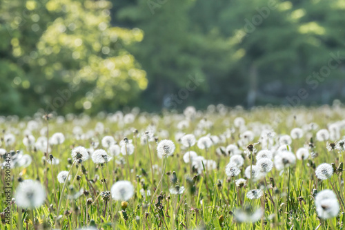 Fotoobraz na płótnie Dandelion fluff kołysanie się w obszarze trawiastym / sceneria w hokkaidu