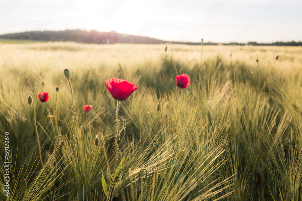 Mohnblume und Weizenfeld No1