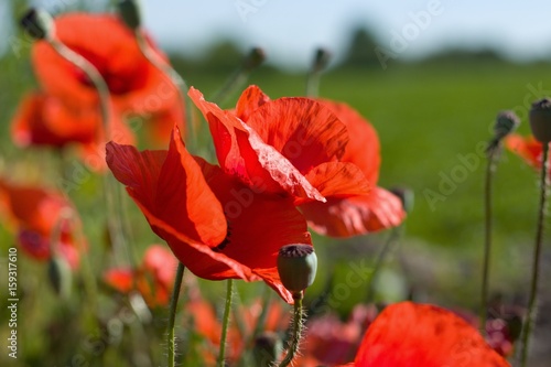 Several poppies in front of green field and blue sky on sunny summer day © nannycz