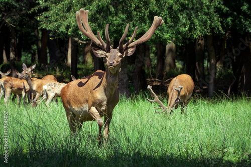 Plakat Grupa czerwoni deers z narastającymi poroże stoi na łąkowej i patrzeje kamerze