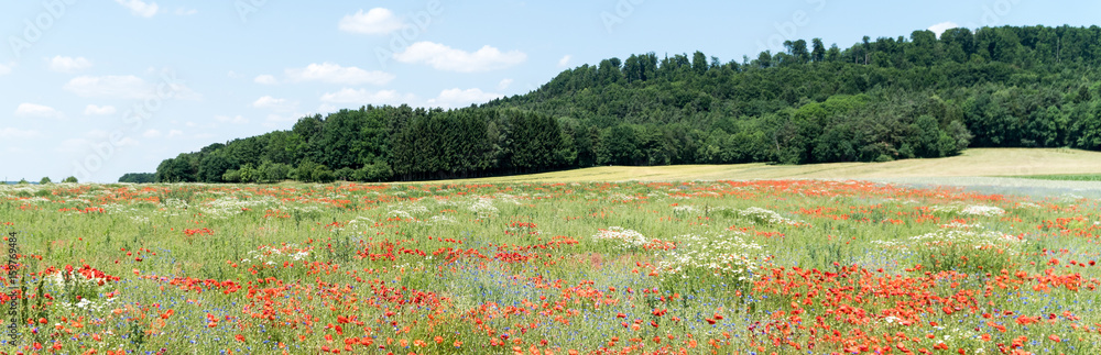 Mohnblumen
