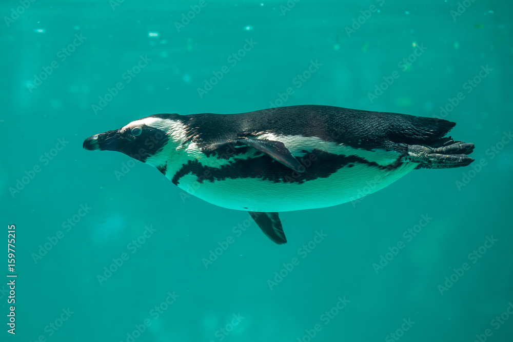 African penguin swims in the water in the Tbilisi zoo, the world of animals