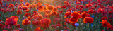 Poppy meadow in the light of the setting sun, poppy and cornflower