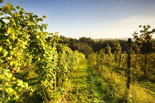 Vineyards./Vineyards 