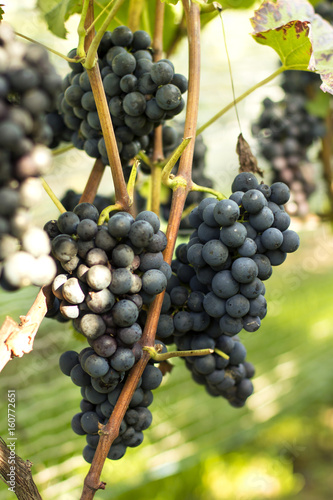 Vineyards./Vineyards 