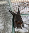 Fruit bat hanging upside down, front view A full body fruit bat hanging up side down from its wire cage, front view of its belly Fruit bat hanging upside down, front view A full body fruit bat hanging up side down from its wire cage, front view of its belly